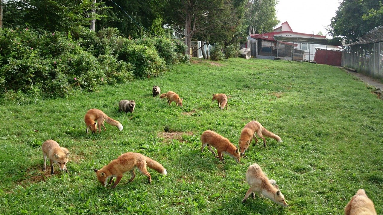 🦊 북방여우 목장(키타키츠네 보쿠조) 이미지 1